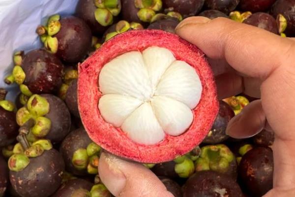 山竹怎么养，喜欢在半阴环境下生长