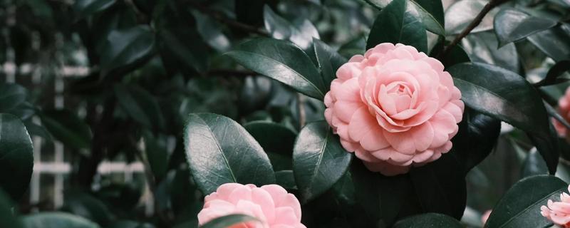 粉茶花有哪些花语，具有克服困难、甜蜜可爱等含义