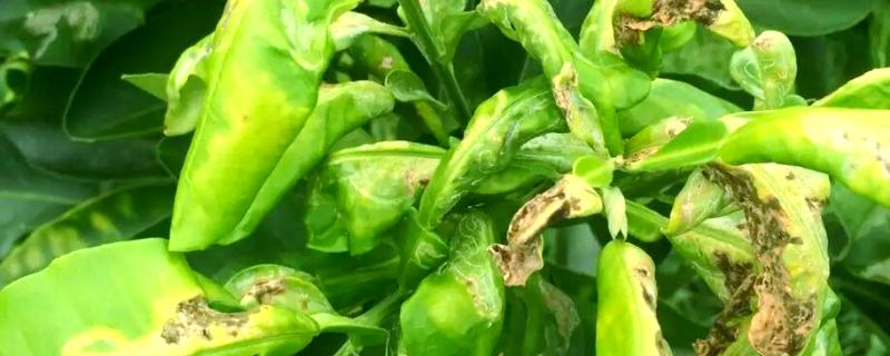 柑橘黄龙病怎么防治，需加强苗木检疫