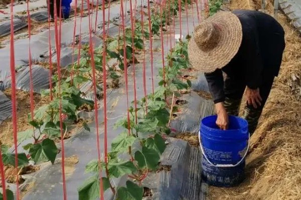 让丝瓜多结果的方法,种植后期让植株接受全日照