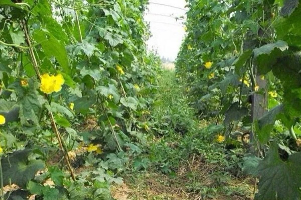让丝瓜多结果的方法,种植后期让植株接受全日照