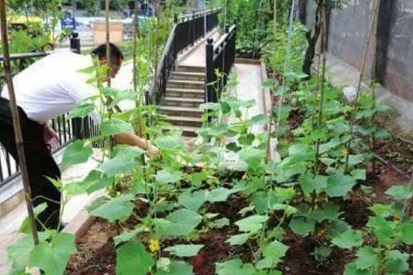 让丝瓜多结果的方法,种植后期让植株接受全日照