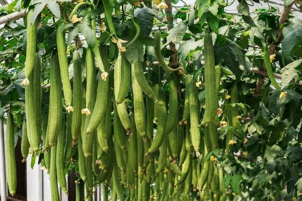 让丝瓜多结果的方法,种植后期让植株接受全日照