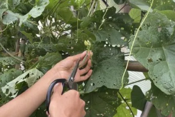 让丝瓜多结果的方法,种植后期让植株接受全日照