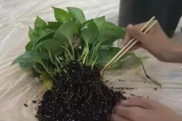 绿萝怎么养，适合生长在湿润的环境中