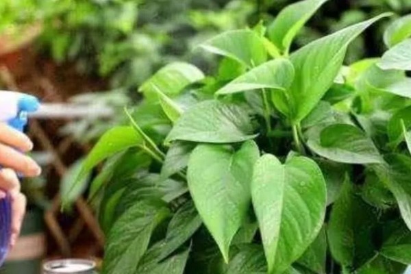 绿萝怎么养，适合生长在湿润的环境中