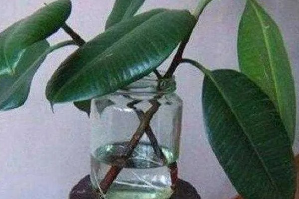 橡皮树的繁殖方法,有播种、扦插、压条等方式