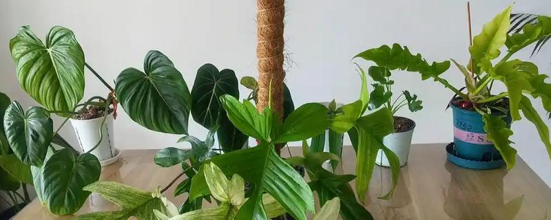 蔓绿绒怎么养殖，生长期每周浇一次水