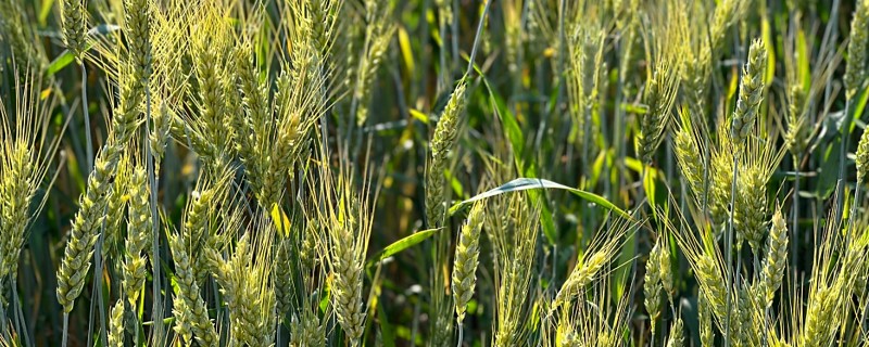 春小麦的生长周期多久，约100天左右