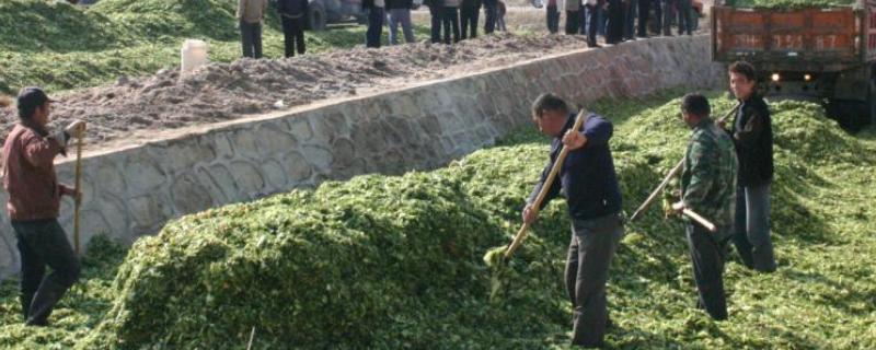 给牛喂青储的方法，根据牛的品种、年龄等而定