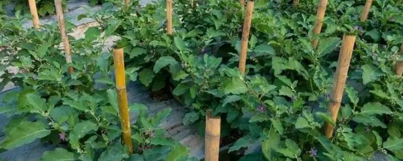 秋葵什么时候播种，多在4-6月播种