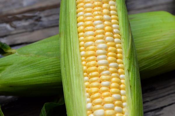 点谷32玉米种子介绍，每亩加施复合肥25千克