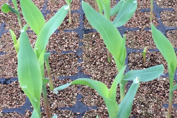 广良甜416玉米种子特征特性，注意防治病虫害