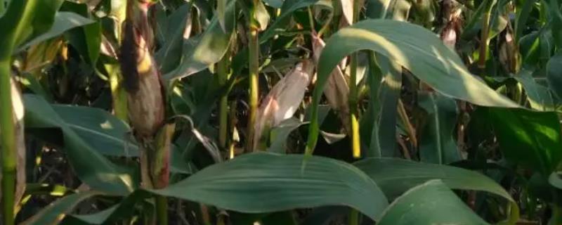 点谷32玉米种子介绍，每亩加施复合肥25千克