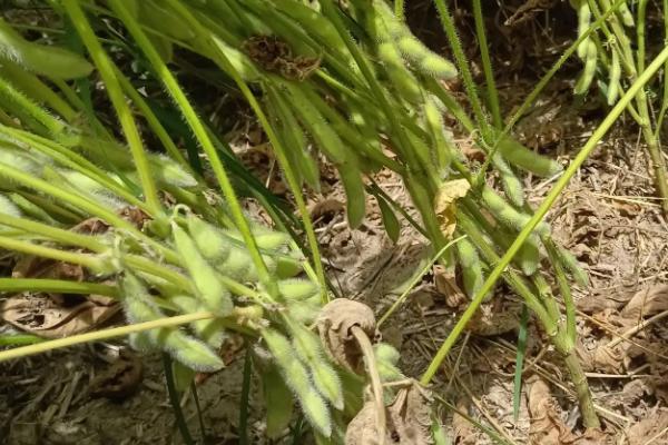 冀研豆27大豆品种的特性,及时防治病虫草害