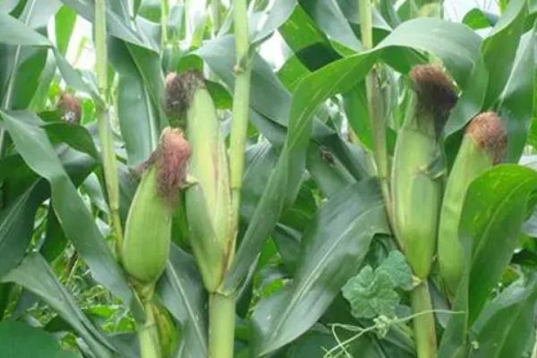 希普18玉米品种的特性，生育期121天左右