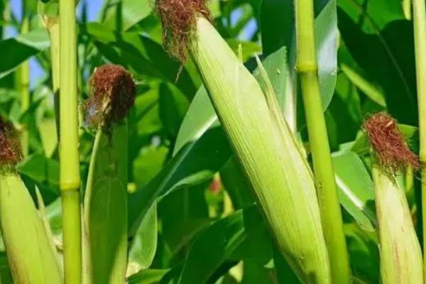 新中玉901(区试名称:菩玉902)玉米种子特点,生育期125天