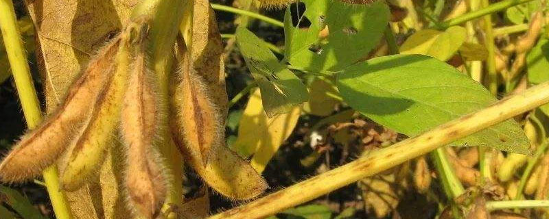 谷神豆6号大豆种子介绍，普通夏大豆品种