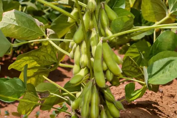 谷神豆6号大豆种子介绍,普通夏大豆品种