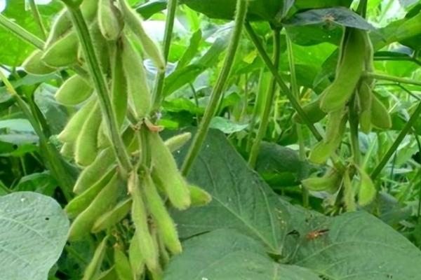冀研豆27大豆品种的特性,及时防治病虫草害