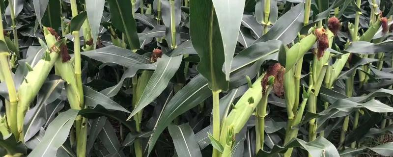 吉东805玉米种子特点，中熟品种