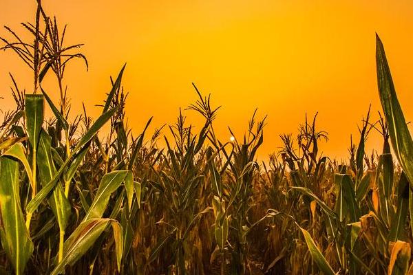 吉东805玉米种子特点，中熟品种