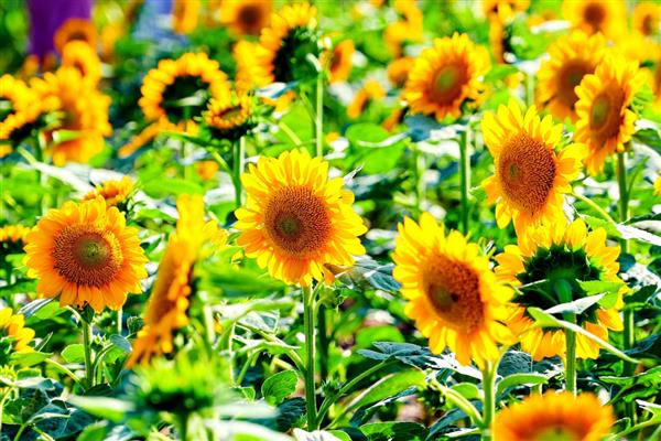 向日葵有什么别称,有葵花、向阳花、望日葵等叫法