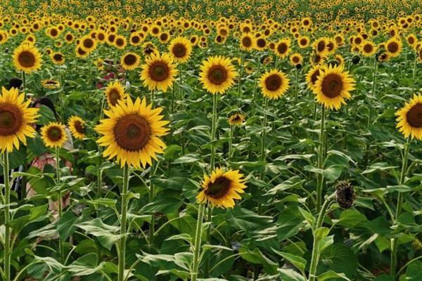 向日葵有什么别称,有葵花、向阳花、望日葵等叫法