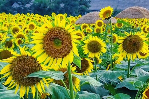 向日葵有什么别称,有葵花、向阳花、望日葵等叫法