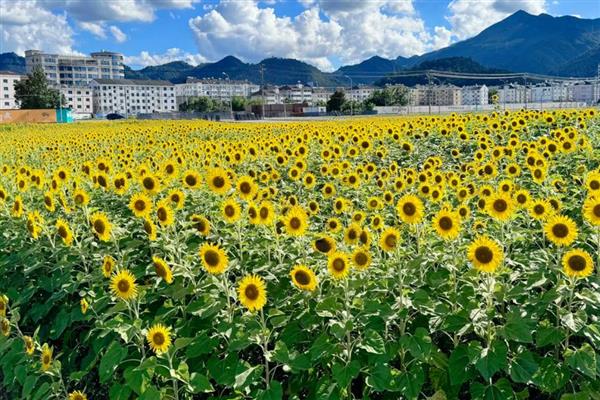 向日葵有什么别称,有葵花、向阳花、望日葵等叫法