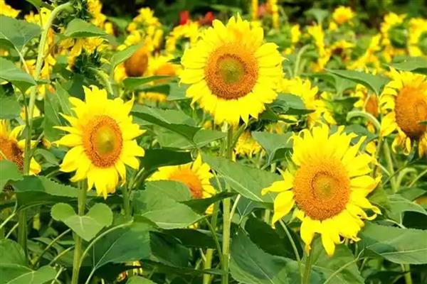 向日葵有什么别称,有葵花、向阳花、望日葵等叫法