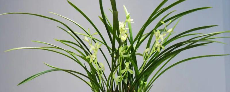 兰花的耐寒温度，能忍耐零下5-10℃的低温