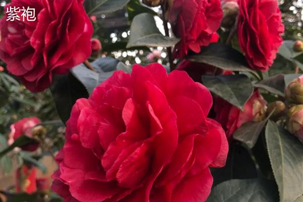 粉茶花有哪些花语,具有克服困难、甜蜜可爱等含义