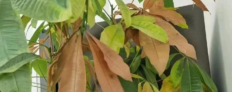 发财树叶子发黄的原因，可能是土壤不适所致