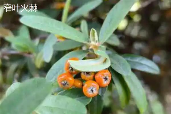 火棘和沙棘有什么区别,高度、果实、外形等方面不同