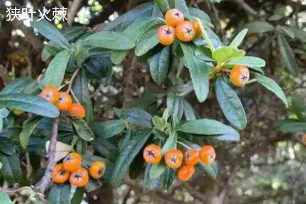 火棘和沙棘有什么区别,高度、果实、外形等方面不同