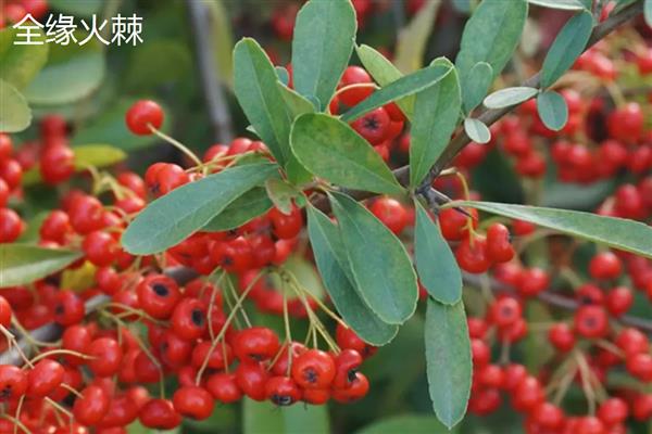 火棘和沙棘有什么区别,高度、果实、外形等方面不同