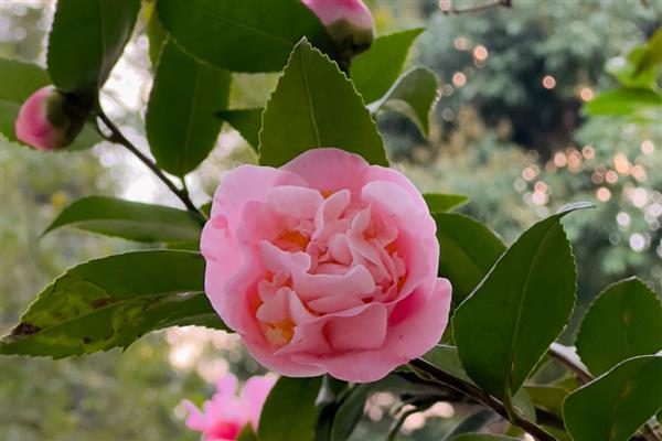 粉茶花有哪些花语,具有克服困难、甜蜜可爱等含义