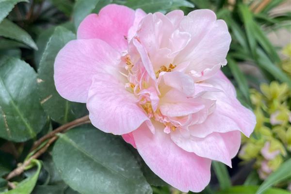粉茶花有哪些花语,具有克服困难、甜蜜可爱等含义