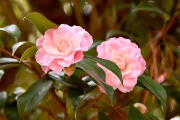 粉茶花有哪些花语,具有克服困难、甜蜜可爱等含义