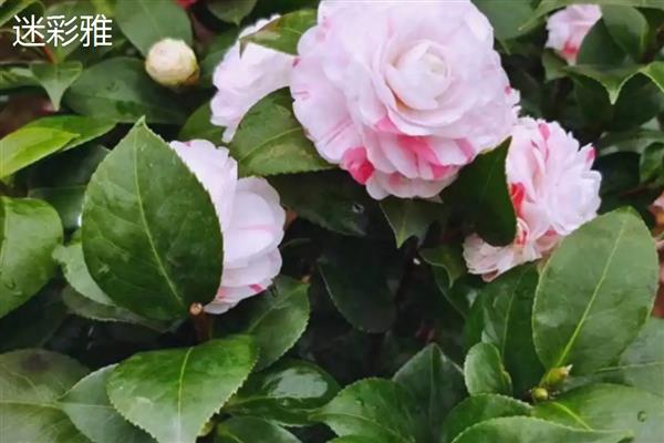 粉茶花有哪些花语,具有克服困难、甜蜜可爱等含义