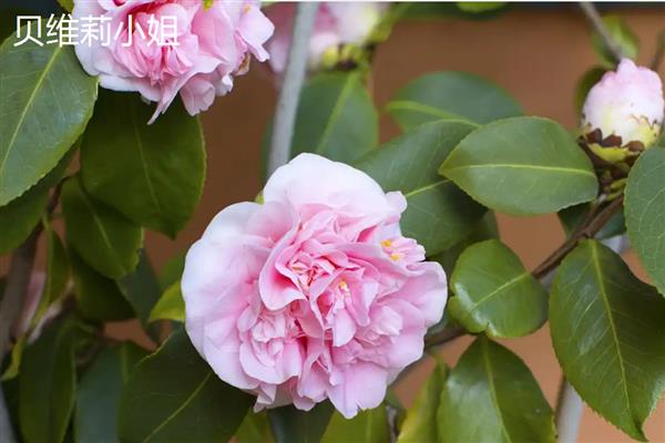 粉茶花有哪些花语,具有克服困难、甜蜜可爱等含义
