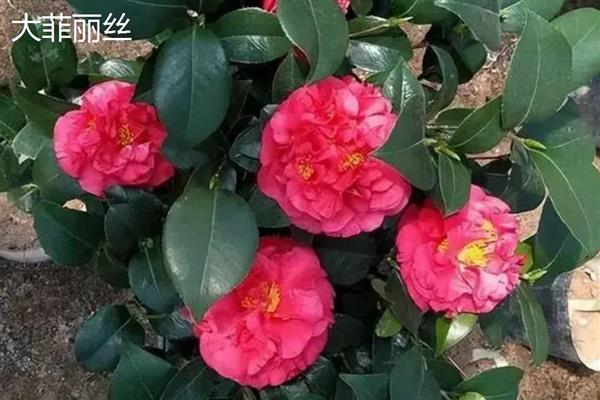 粉茶花有哪些花语,具有克服困难、甜蜜可爱等含义