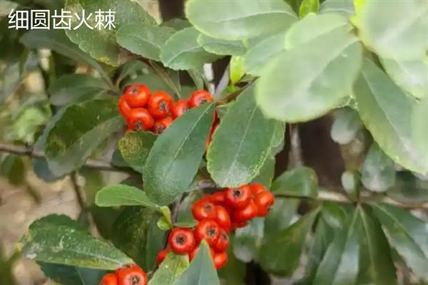火棘和沙棘有什么区别,高度、果实、外形等方面不同