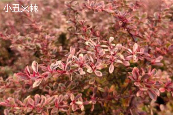 火棘和沙棘有什么区别,高度、果实、外形等方面不同