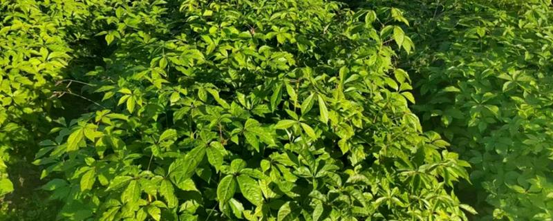 刺五加的种植注意事项，要经过催芽再播种