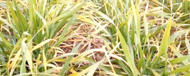 小麦受冻后如何施肥，分两次施恢复肥