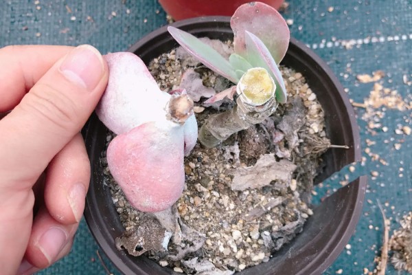 唐印可以耐寒多少度,最低能耐0度