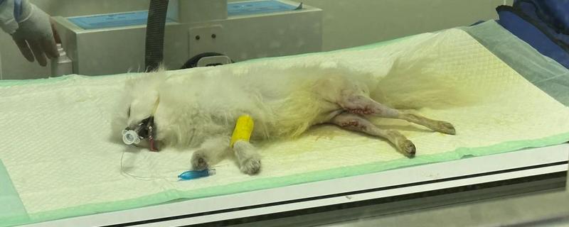 宠物误食异物如何处理，可以从身体中取出