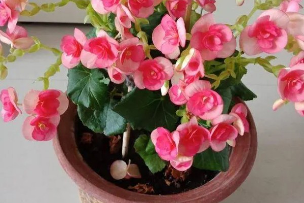 丽格海棠有花苞不开花怎么办,秋冬季保持7-10天浇水一次